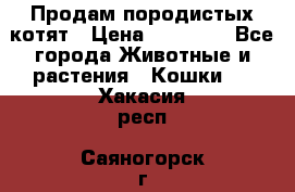 Продам породистых котят › Цена ­ 15 000 - Все города Животные и растения » Кошки   . Хакасия респ.,Саяногорск г.